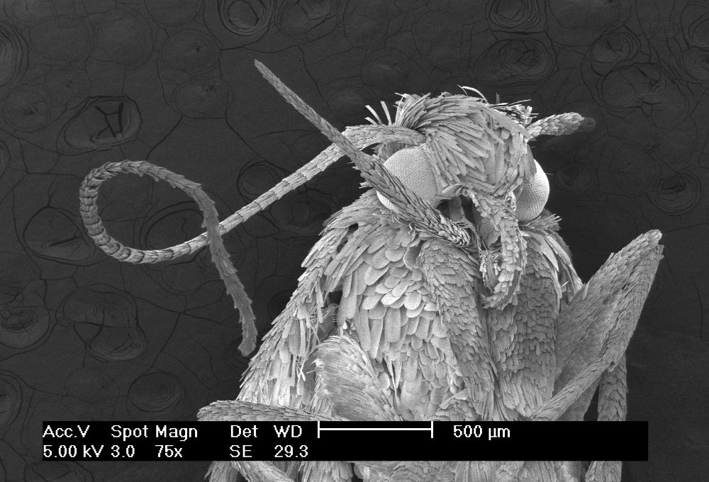 Bug specimen seen through microscope