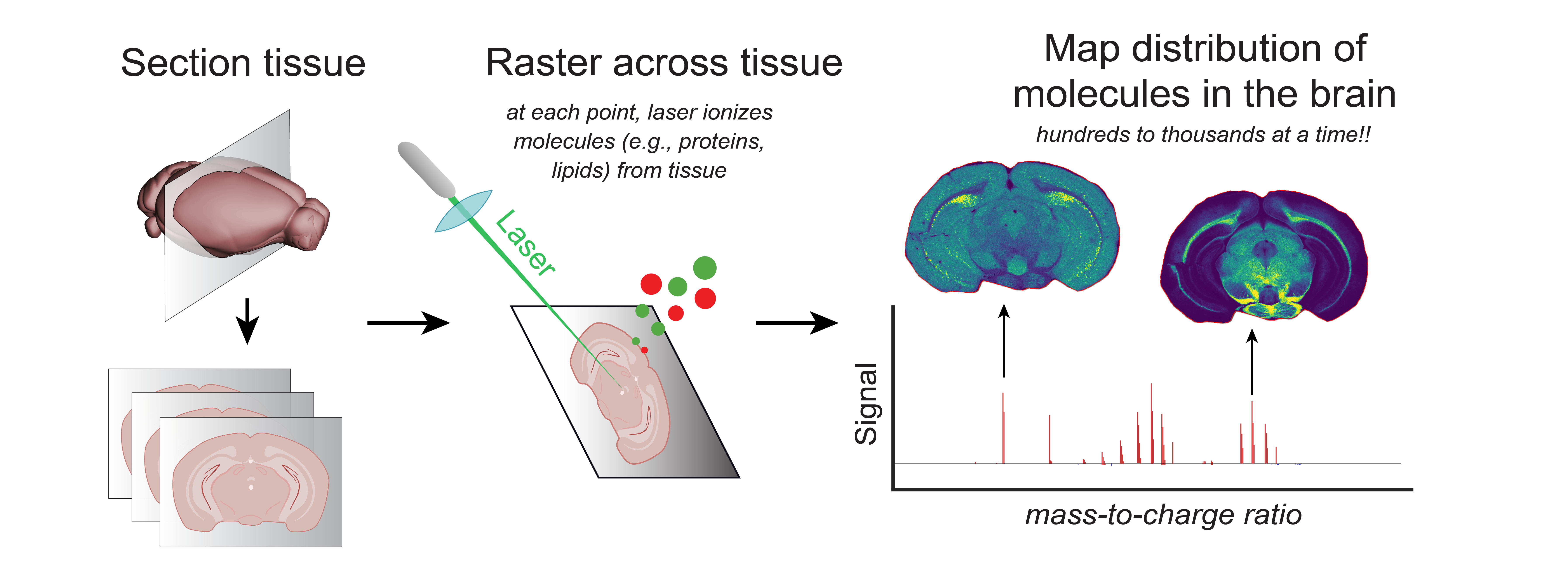 A diagram explaining the steps of mass spectrometry imaging: sectioning tissue, rastering a laser across the tissue, and mapping the distribution of molecules in the brain.