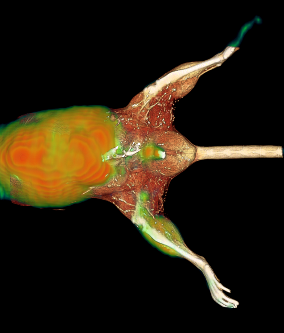 A PET image of hindlimb ischemia