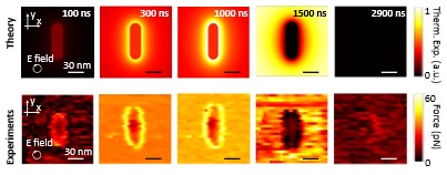 The optical force maps show the temperature evolution of gold nanorod upon illumination by light. The top row shows theory and bottom row shows experimental measurements using Dofn.